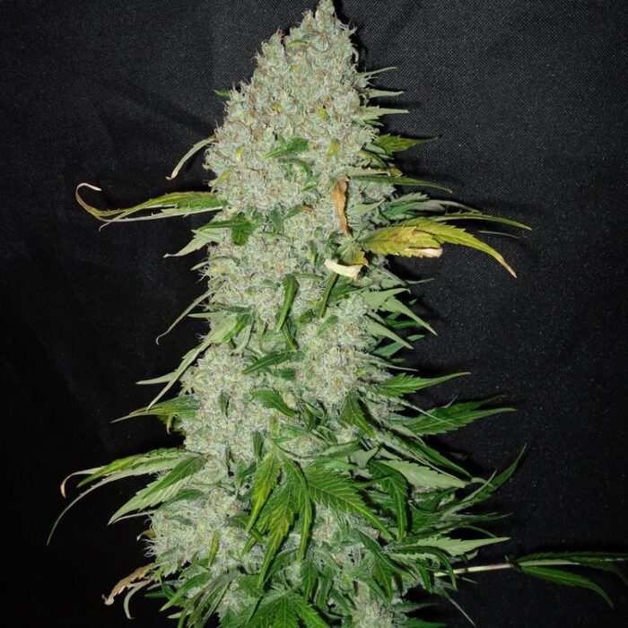 Dope Breeders - DUTCH PASSION White Widow Image