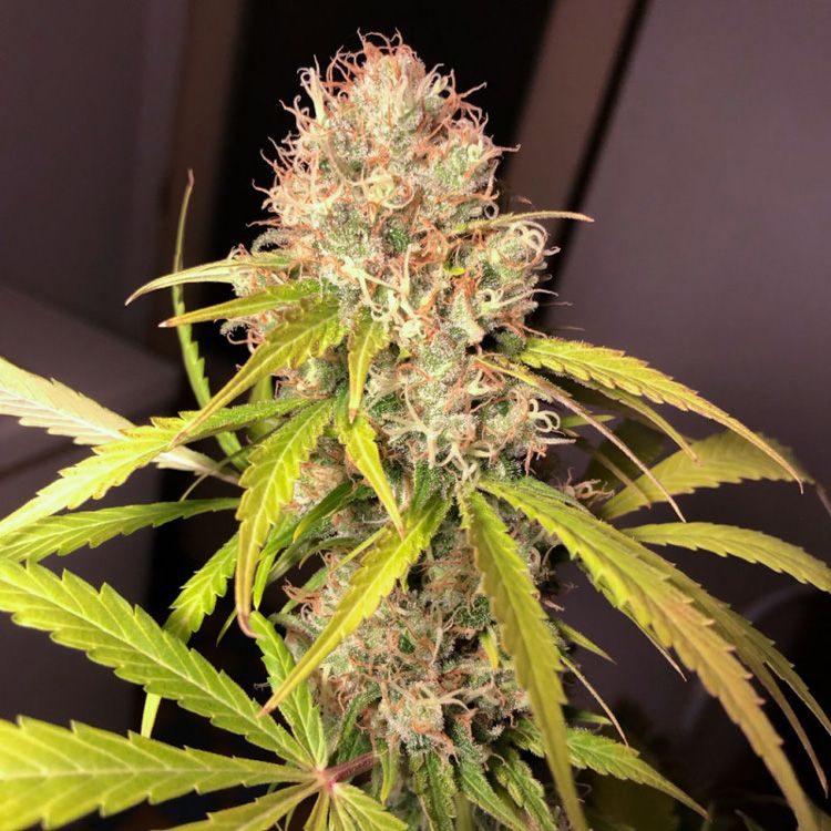 Dope Breeders - DUTCH PASSION White Widow x The Ultimate Image