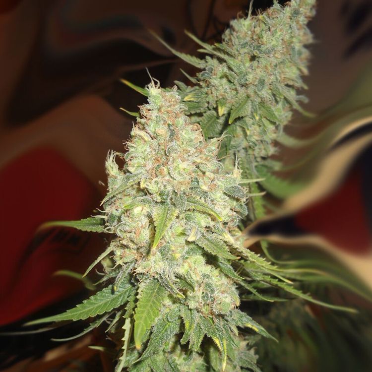 Dope Breeders - EMERALD TRIANGLE SEEDS Blackberry OG CBD Image