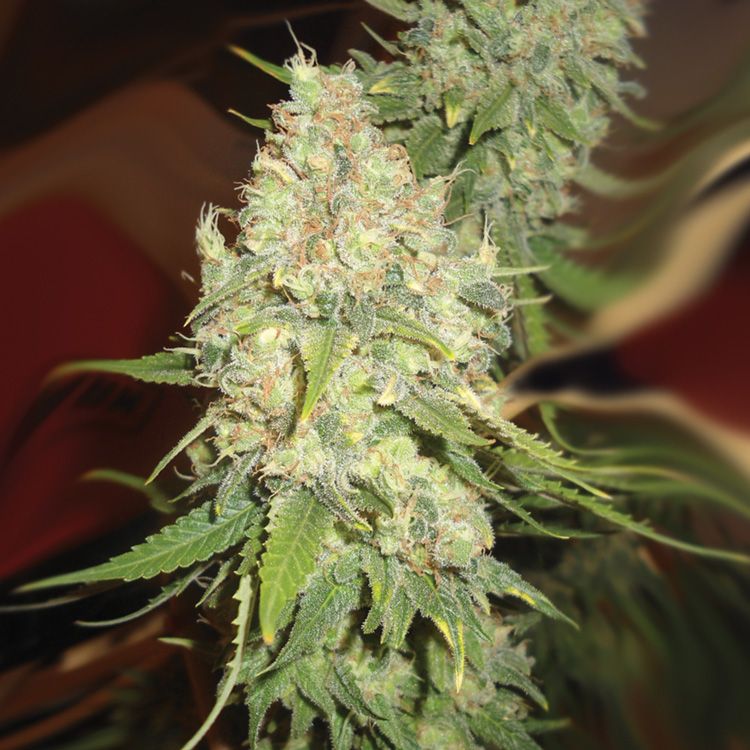 Dope Breeders - EMERALD TRIANGLE SEEDS Blackberry OG Image