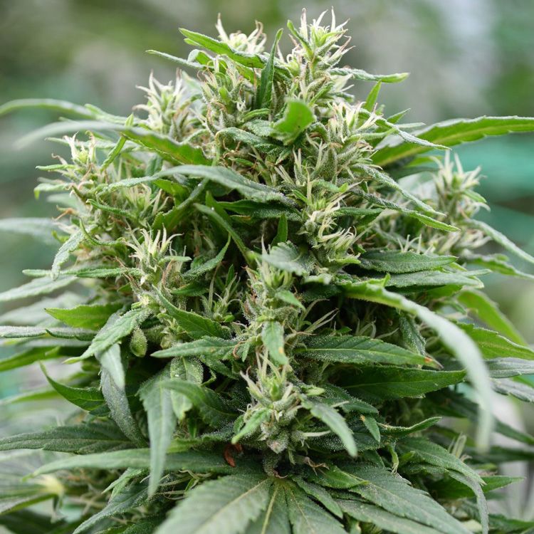 Dope Breeders - EMERALD TRIANGLE SEEDS Blueberry Gelato Image