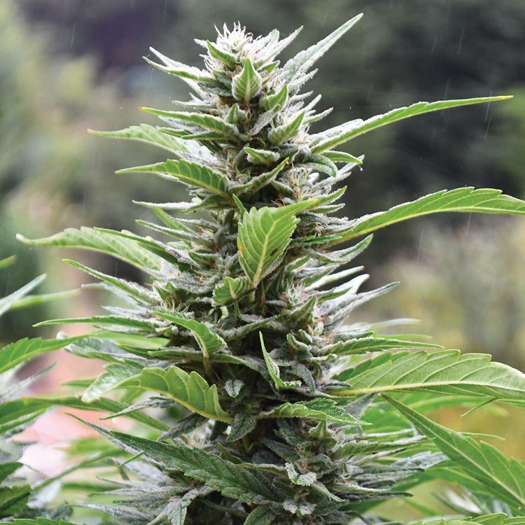 Dope Breeders - EMERALD TRIANGLE SEEDS Blueberry Headband CBD Image