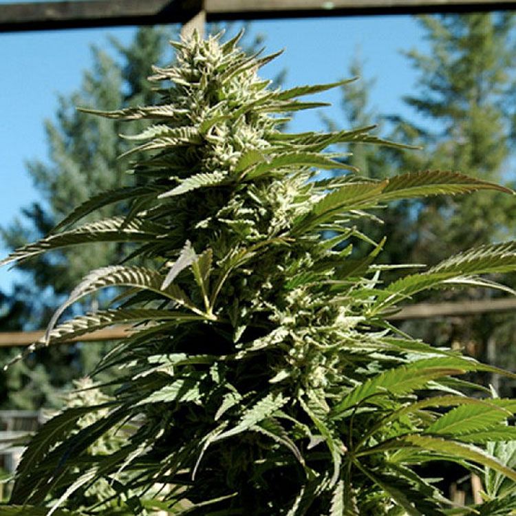 Dope Breeders - EMERALD TRIANGLE SEEDS Blueberry Headband Image