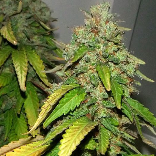 Dope Breeders - EMERALD TRIANGLE SEEDS Bubba 76 Image