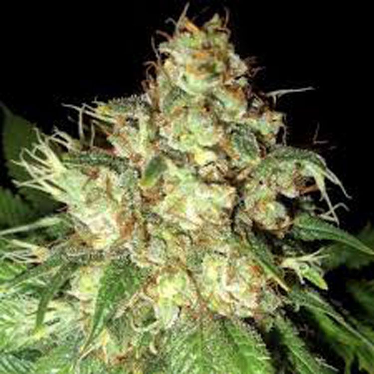 Dope Breeders - EMERALD TRIANGLE SEEDS Bubba Cheese Auto Image