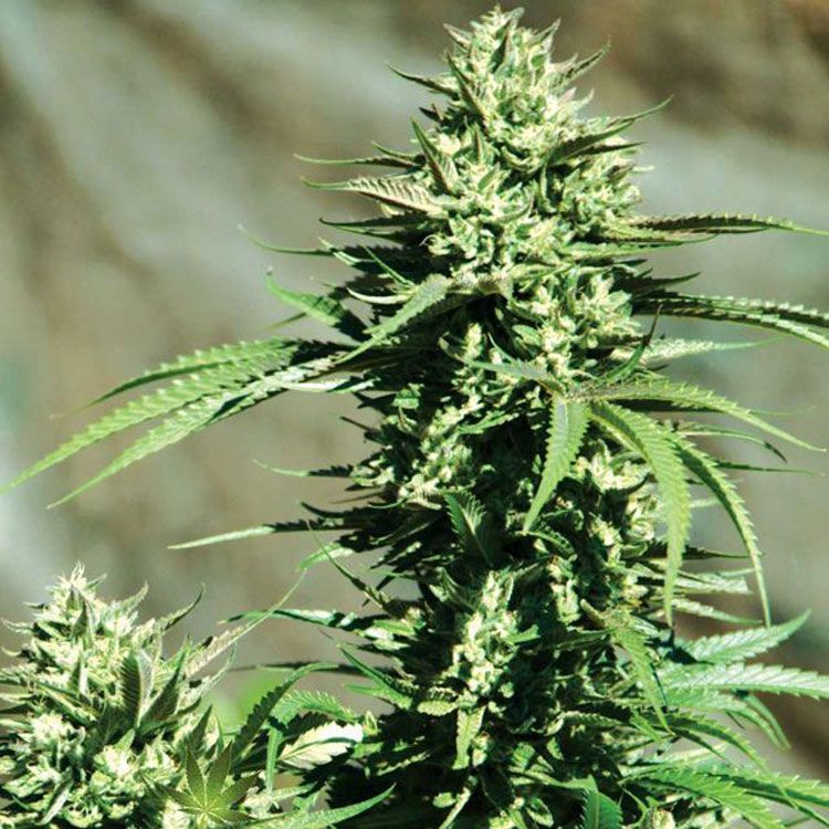 Dope Breeders - EMERALD TRIANGLE SEEDS California Wildfire Image