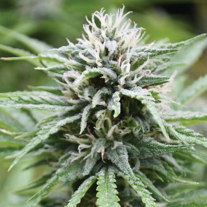 Dope Breeders - EMERALD TRIANGLE SEEDS Candyland Image