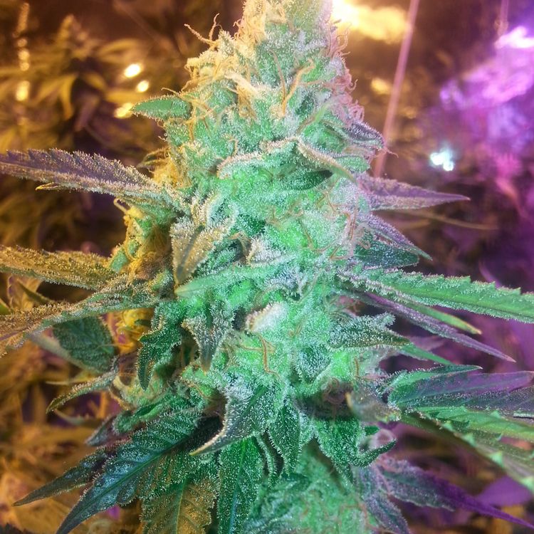 Dope Breeders - EMERALD TRIANGLE SEEDS Cheesy Headband Image