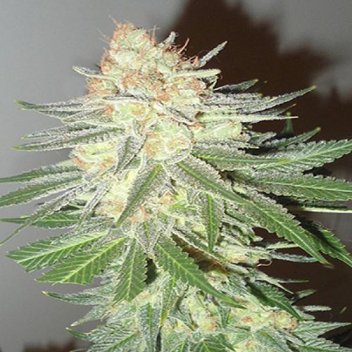 Dope Breeders - EMERALD TRIANGLE SEEDS Cotton Candy Cane Image