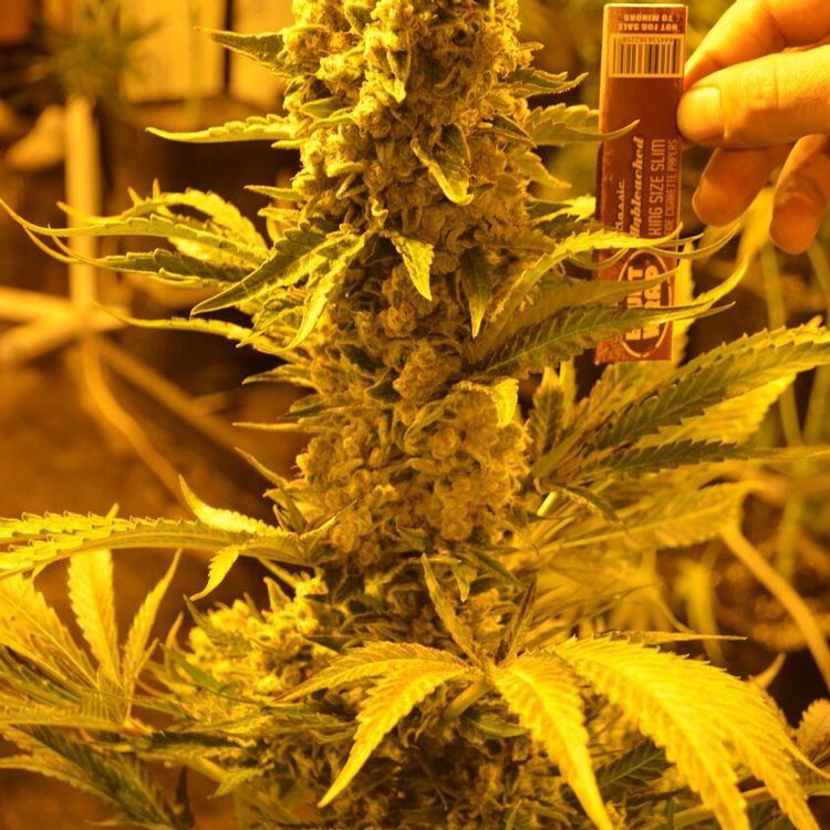 Dope Breeders - EMERALD TRIANGLE SEEDS Critical 707 Image