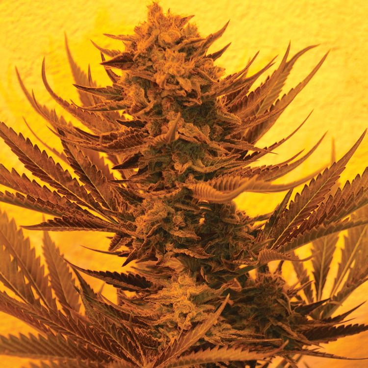 Dope Breeders - EMERALD TRIANGLE SEEDS Critical 707 CBD Image