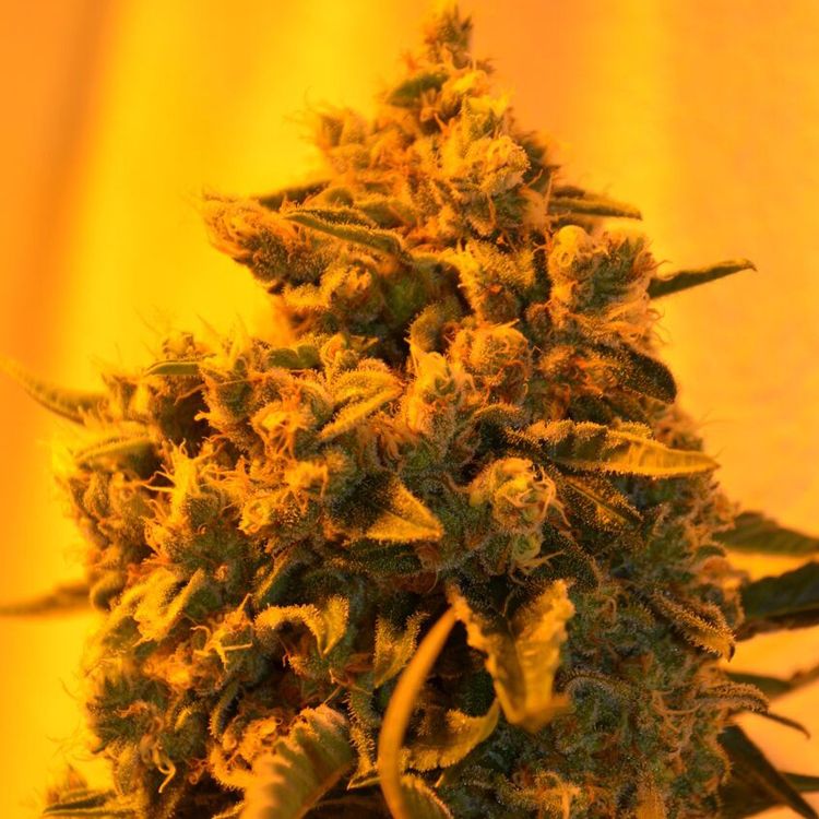 Dope Breeders - EMERALD TRIANGLE SEEDS Critical Sour Diesel Image