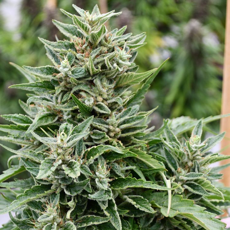 Dope Breeders - EMERALD TRIANGLE SEEDS Critical Sour Diesel CBD Image