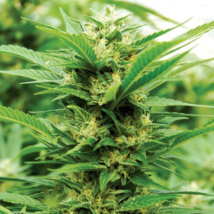 Dope Breeders - EMERALD TRIANGLE SEEDS Emerald Jack Image