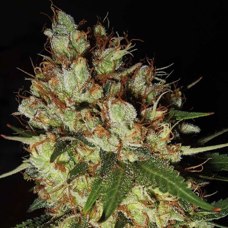 Dope Breeders - EMERALD TRIANGLE SEEDS G13 x Blueberry Headband Image