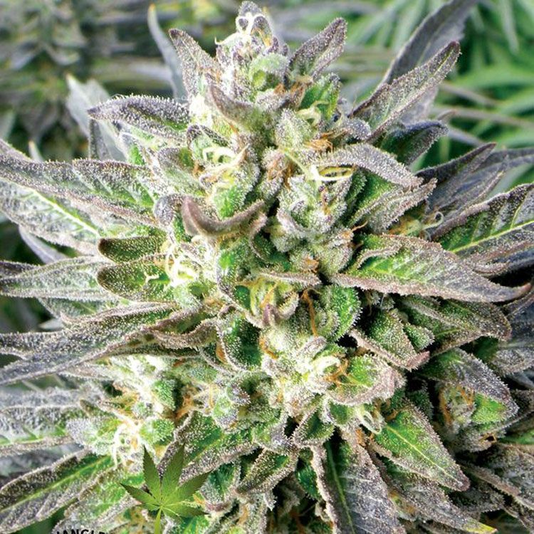 Dope Breeders - EMERALD TRIANGLE SEEDS Grapefruit Krush Image