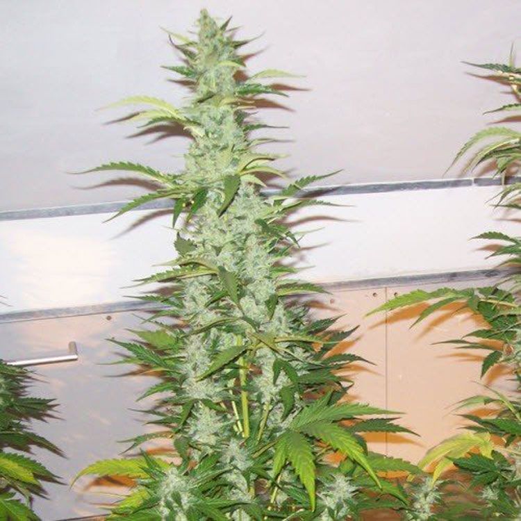 Dope Breeders - EMERALD TRIANGLE SEEDS Headlights Kush Auto Image