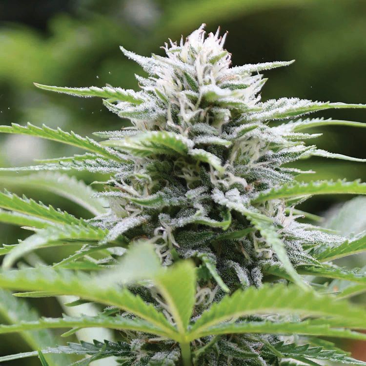 Dope Breeders - EMERALD TRIANGLE SEEDS Kushhead 707 Image