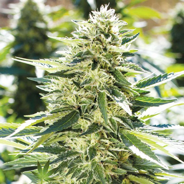 Dope Breeders - EMERALD TRIANGLE SEEDS Lemon Diesel Image