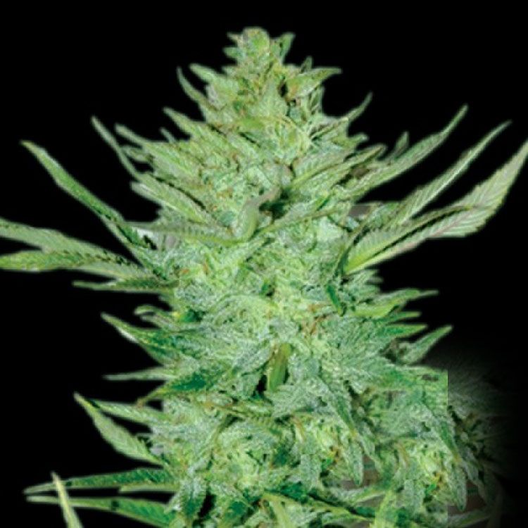 Dope Breeders - EMERALD TRIANGLE SEEDS Lemon Haze Auto Image