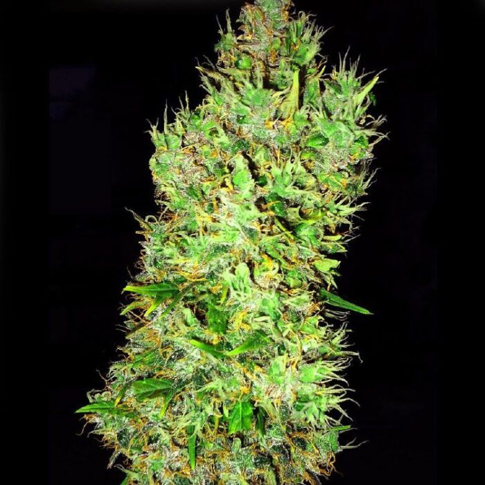 Dope Breeders - EMERALD TRIANGLE SEEDS OG Critical Image