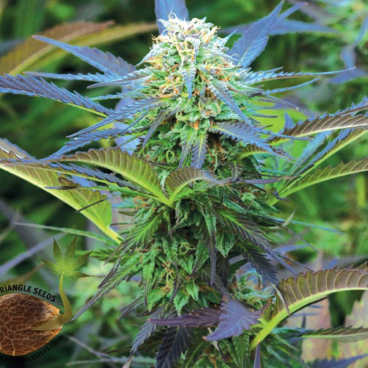 Dope Breeders - EMERALD TRIANGLE SEEDS Royal Purple Kush Image