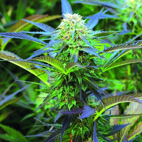 Dope Breeders - EMERALD TRIANGLE SEEDS Royal Purple Kush Auto Image