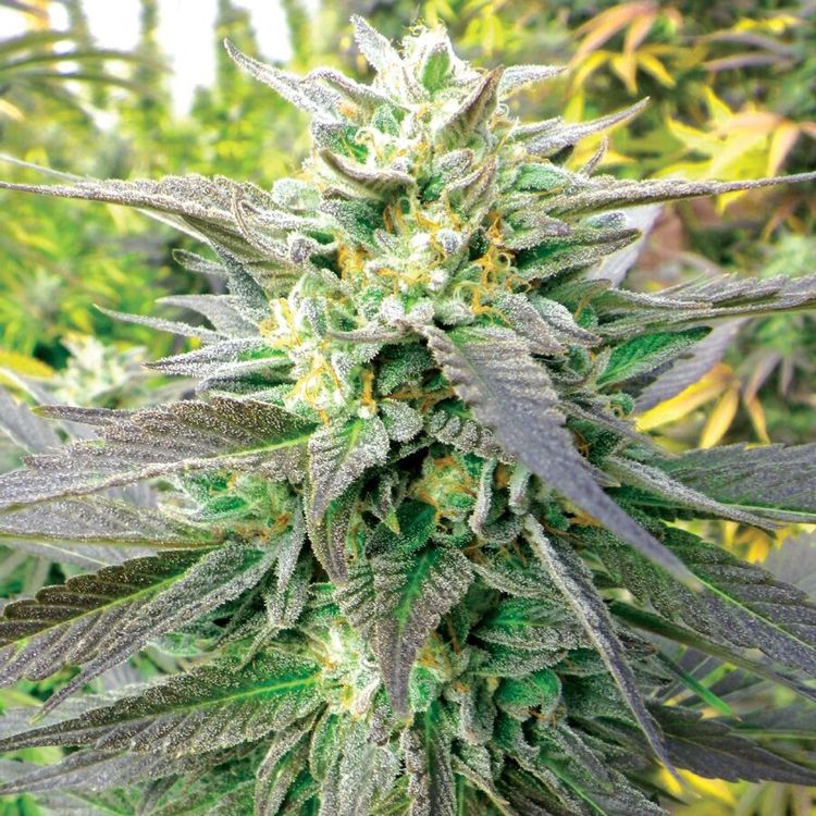 Dope Breeders - EMERALD TRIANGLE SEEDS Royal Purple Kush CBD Image