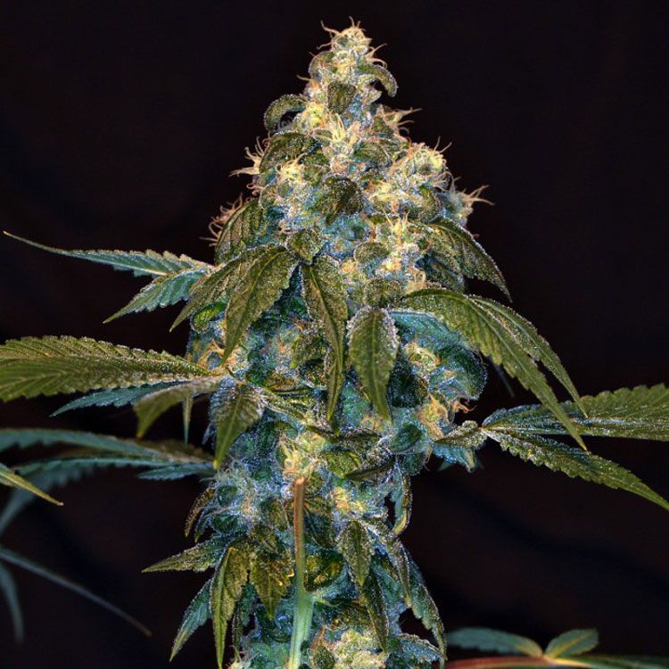 Dope Breeders - EMERALD TRIANGLE SEEDS Sour Lemon OG Image