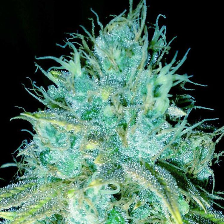 Dope Breeders - EMERALD TRIANGLE SEEDS Sour Puss Image