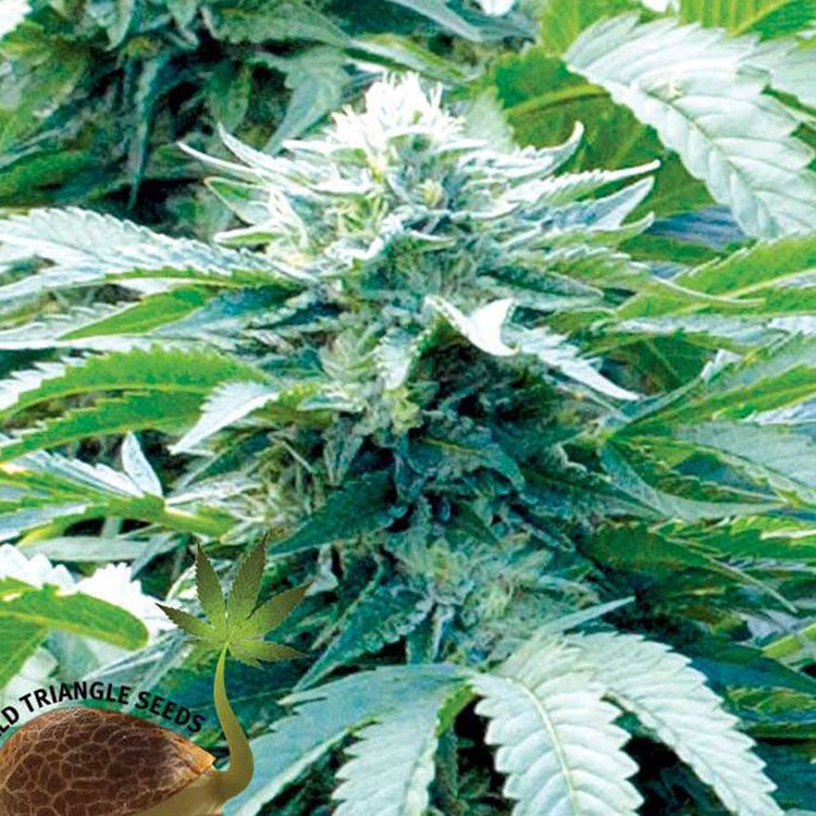 Dope Breeders - EMERALD TRIANGLE SEEDS Trinity Kush Image