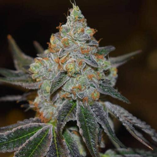 Dope Breeders - EXPERT SEEDS Afghan Skunk Image