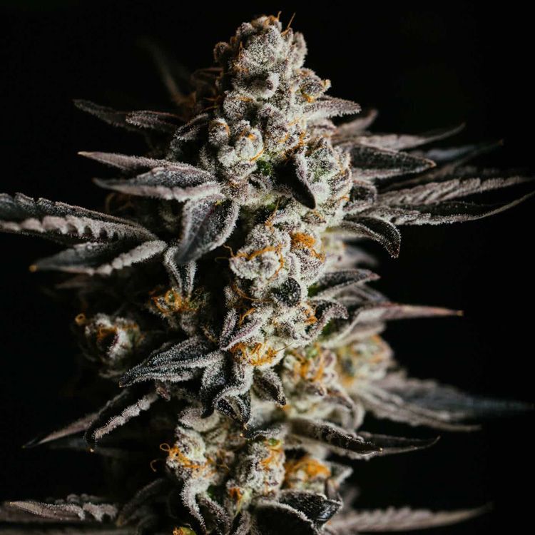 Dope Breeders - EXPERT SEEDS Amnesia Haze Auto Image