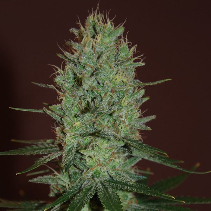 Dope Breeders - EXPERT SEEDS Amnesia Haze Image