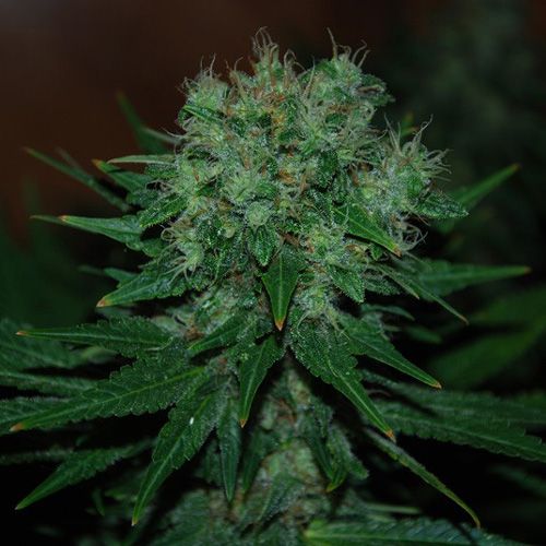 Dope Breeders - EXPERT SEEDS Blue Cheese Auto (aka Blue Funk Auto) Image