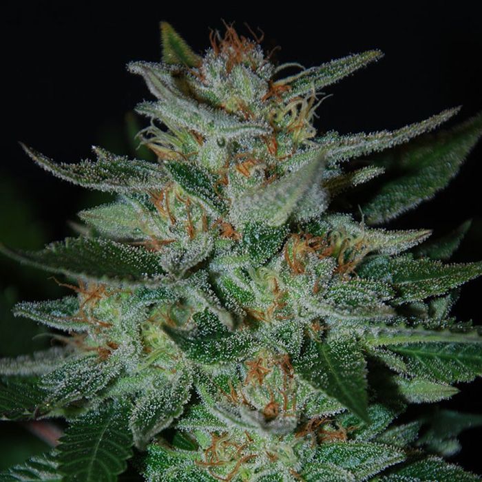 Dope Breeders - EXPERT SEEDS Blue Cheese (aka Blue Funk) Image