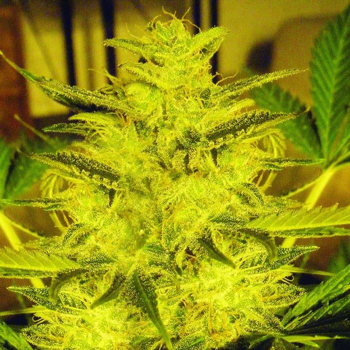 Dope Breeders - EXPERT SEEDS Caramella Auto Image