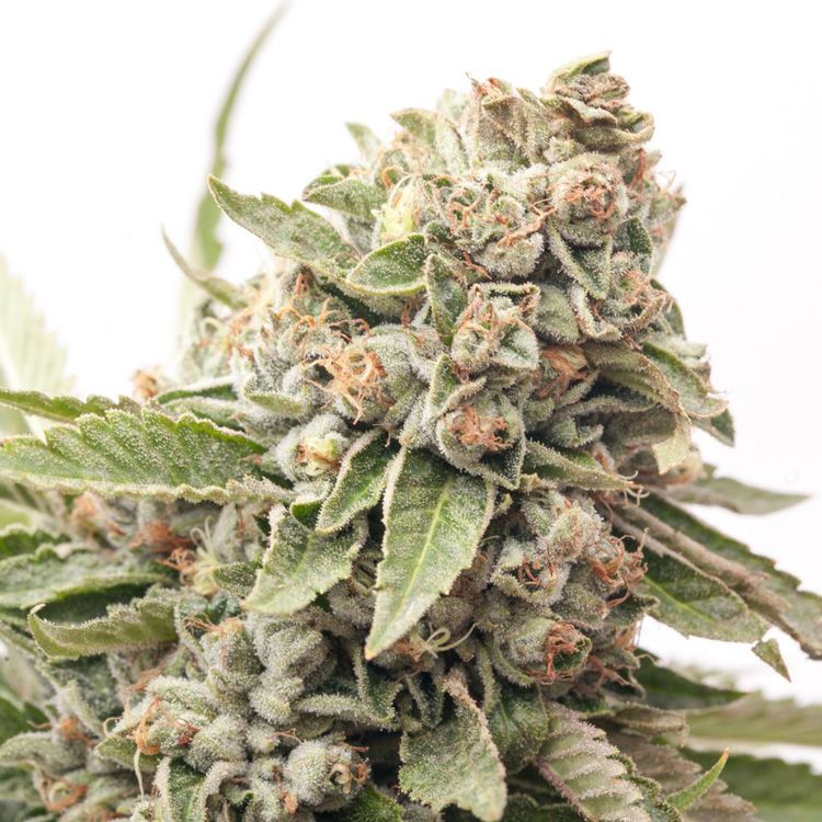 Dope Breeders - EXPERT SEEDS Cheese Auto (aka Funky Skunk Auto) Image