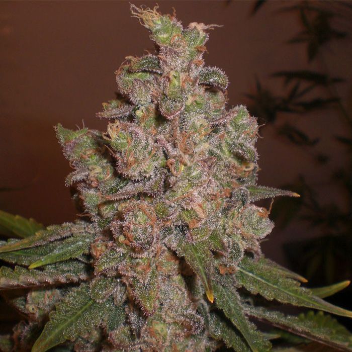 Dope Breeders - EXPERT SEEDS Cheese (aka Funky Skunk) Image