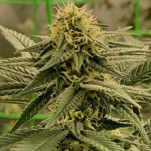 Dope Breeders - EXPERT SEEDS Chemdog Gorilla Image