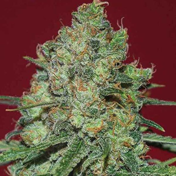 Dope Breeders - EXPERT SEEDS Clinical White CBD Image