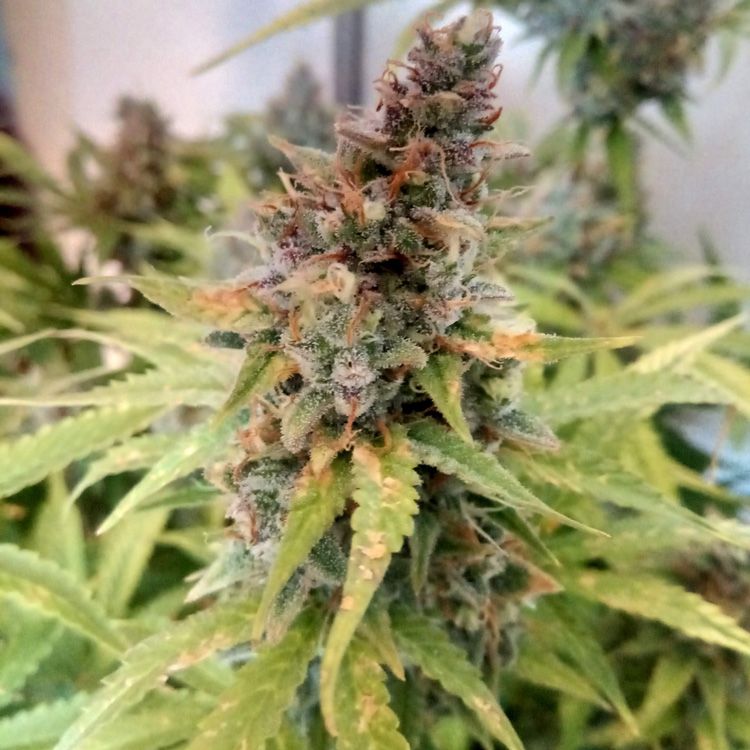 Dope Breeders - EXPERT SEEDS Critical Blue Auto Image