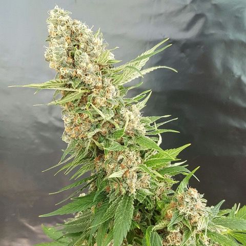 Dope Breeders - EXPERT SEEDS Critical Gorilla Image