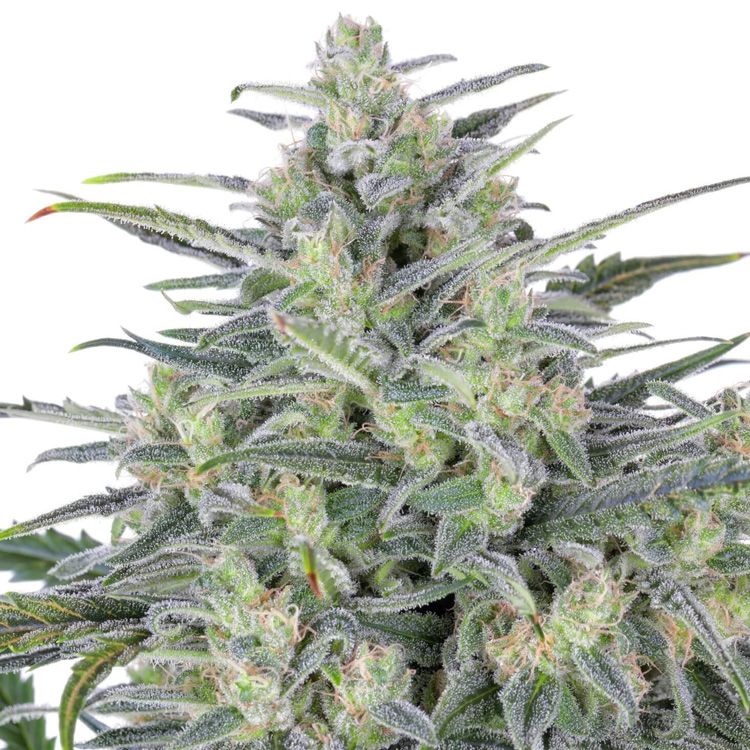 Dope Breeders - EXPERT SEEDS Critical Lights Image