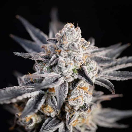 Dope Breeders - EXPERT SEEDS Expert Gorilla Auto (aka GG #4 Auto) Image