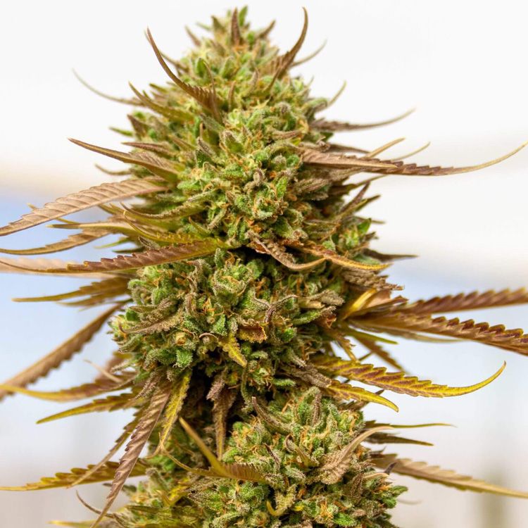 Dope Breeders - EXPERT SEEDS Expert Haze Image