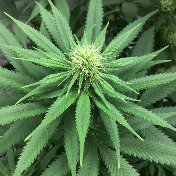 Dope Breeders - EXPERT SEEDS Expert Mac 1 Image