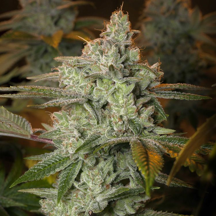 Dope Breeders - EXPERT SEEDS Glueberry (aka Blueberry Glue) Image