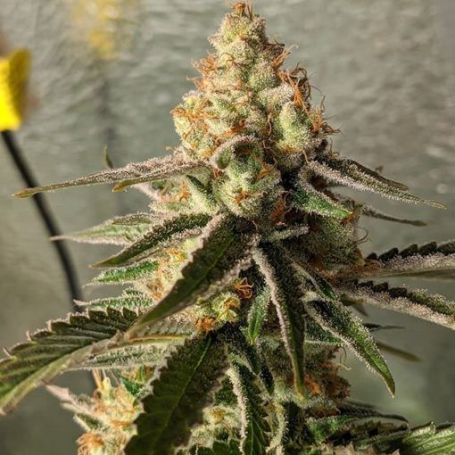 Dope Breeders - EXPERT SEEDS Gorilla Banana Image