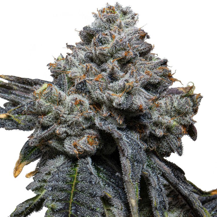 Dope Breeders - EXPERT SEEDS Gorilla Cheese Image